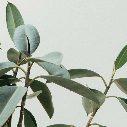 What do all these eco words mean? A simple guide to sustainability terminology