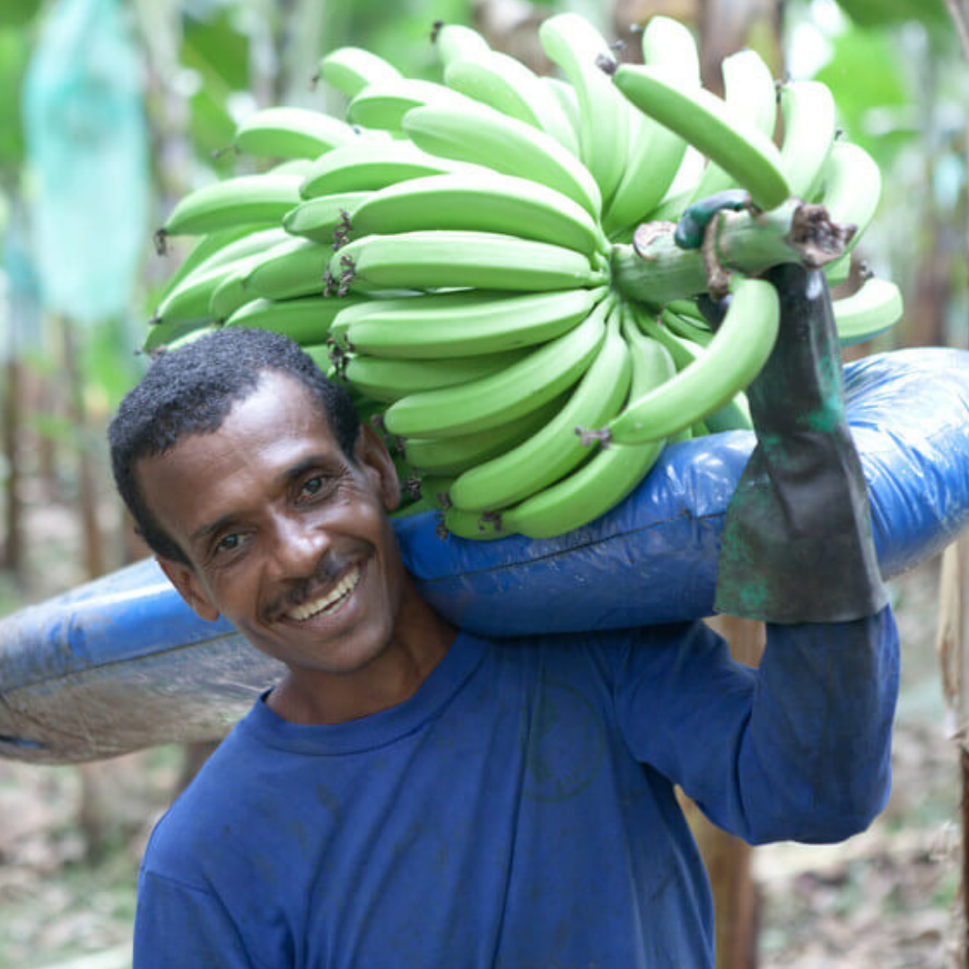 banana farmer in Ecquador
